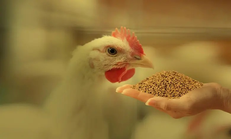 انواع خوراک طیور